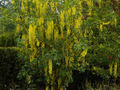 Laburnum xwatereri Vossii IMG_0808 Złotokap Waterera